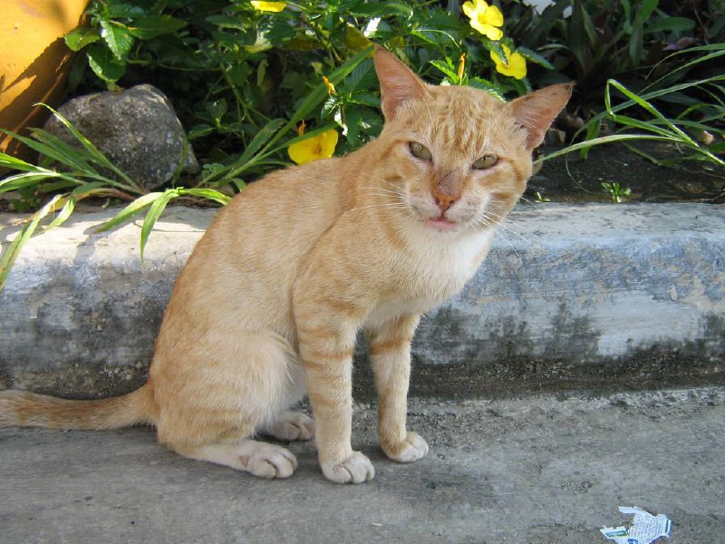 The coconut palm on SE 2nd Avenue in Deerfield Beach, Florida, where a stray cat was killed by a falling coconut